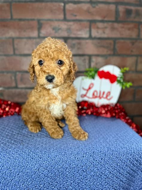 my doodle crush|goldendoodle miniature puppies.